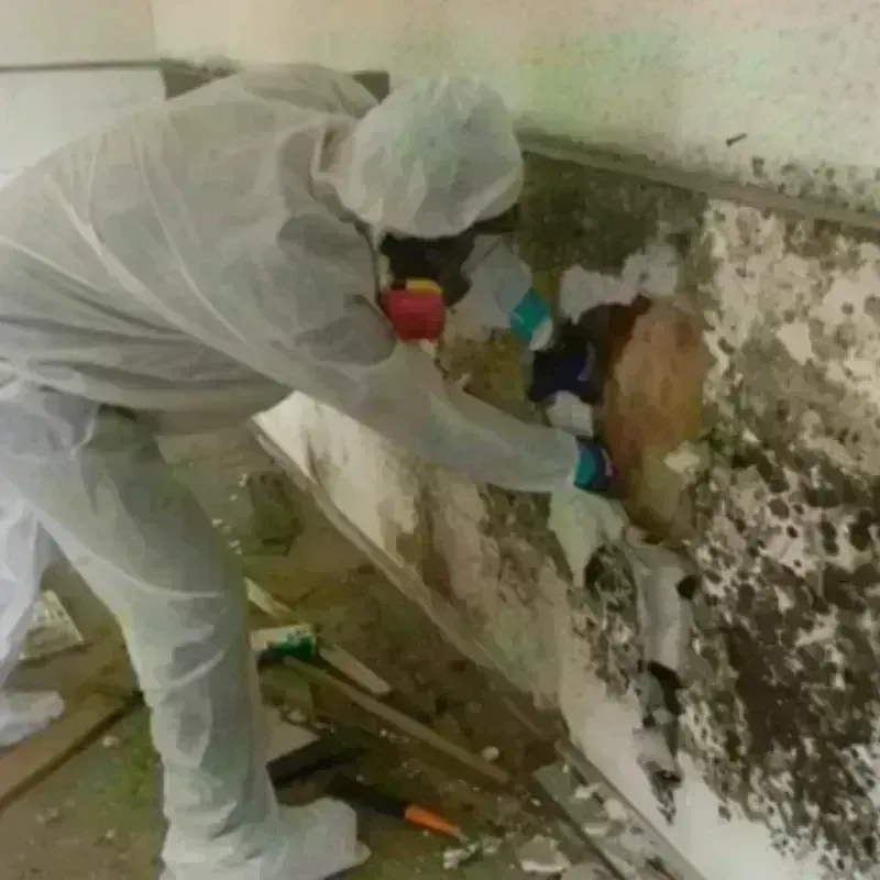 Mold Remediation and Removal in Shrewsbury, MA